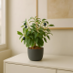 Artificial Plant